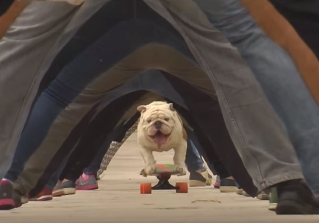 O Bulldog skatista que entrou para o Guinnes Book