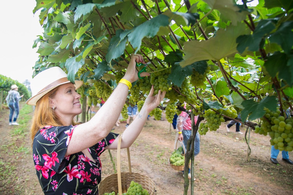 A experiência transformadora de participar da colheita de uva