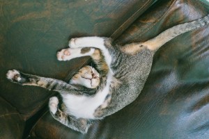 brown-tabby-cat-lying-on-sofa-755834