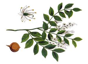 Copaiba Balsam (Copaifera officinalis)