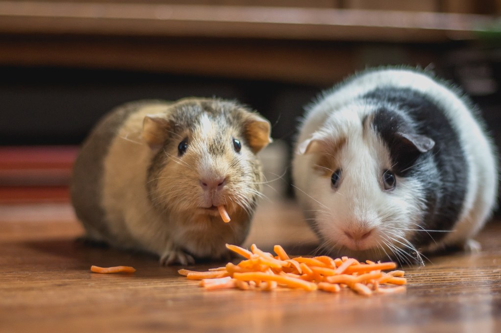 dois hamsters comendo cenoura