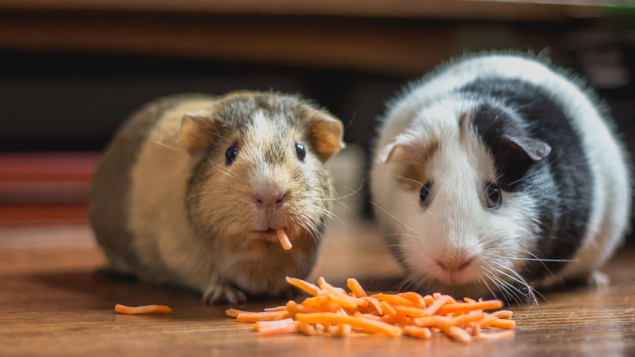 dois hamsters comendo cenoura