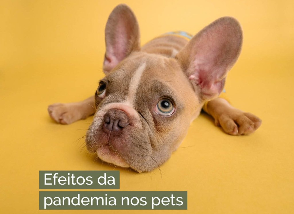 Efeitos da pandemia nos pets