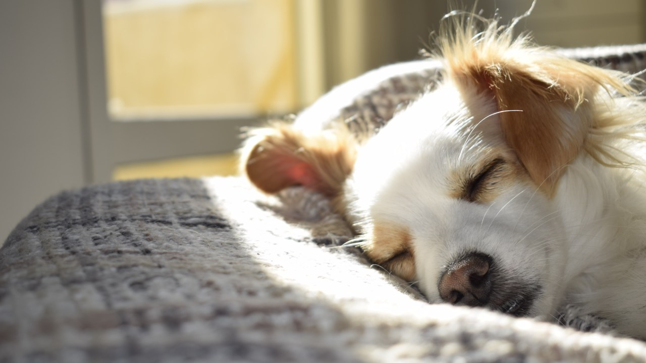 cachorro dormindo sobre coberta com sol no fundo