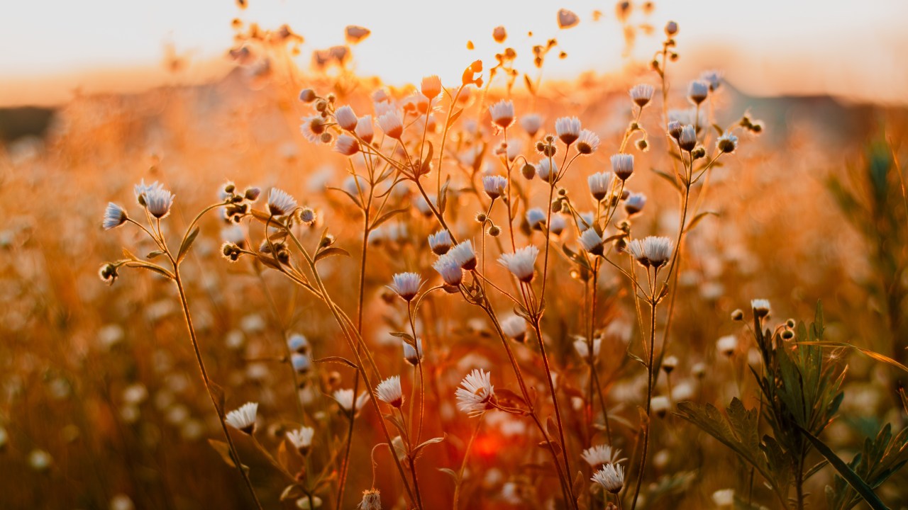 flores estilo "mosquitinho" em campo com pôr do sol ao fundo