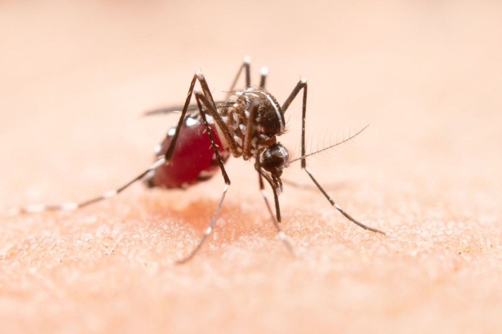 como evitar a dengue