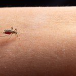 Dengue: suplementos, alimentos e chás para prevenir e se recuperar