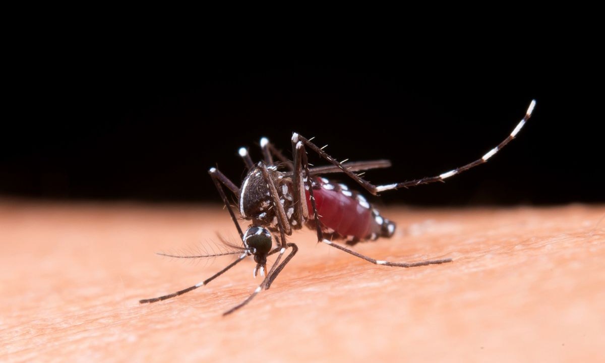 como a dengue pode afetar o cérebro