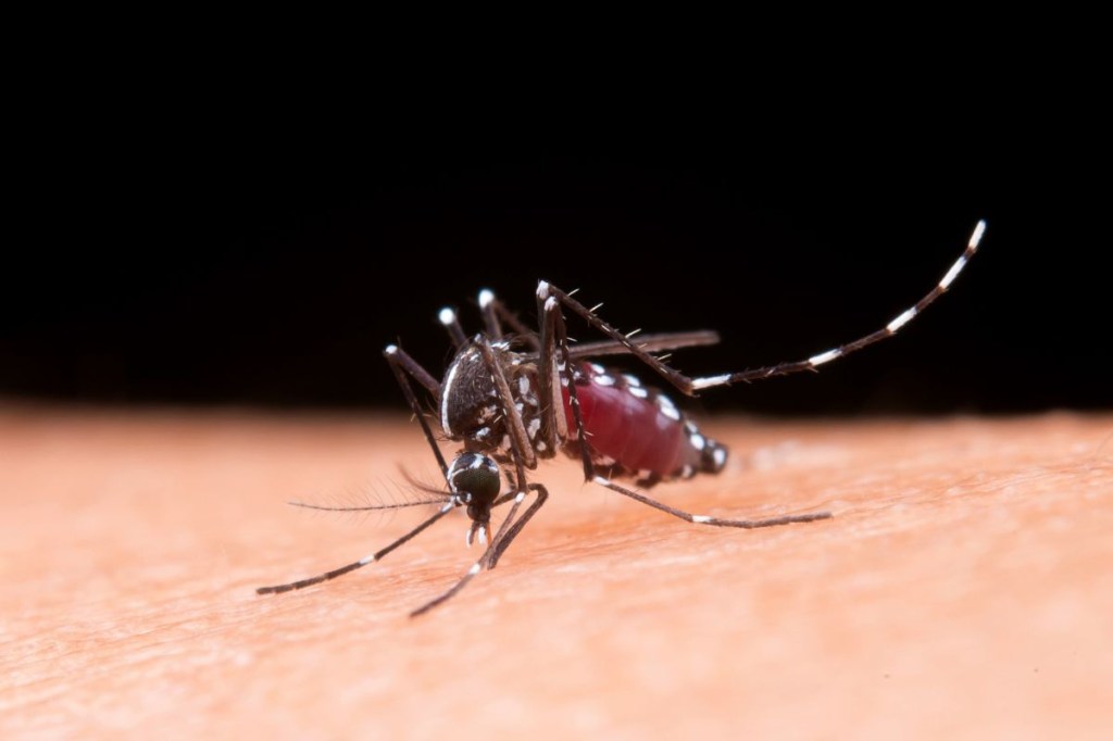 como a dengue pode afetar o cérebro