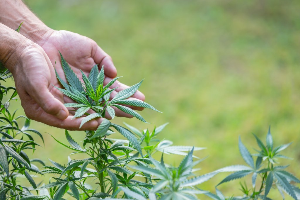 Como a cannabis medicinal pode transformar o tratamento do câncer?